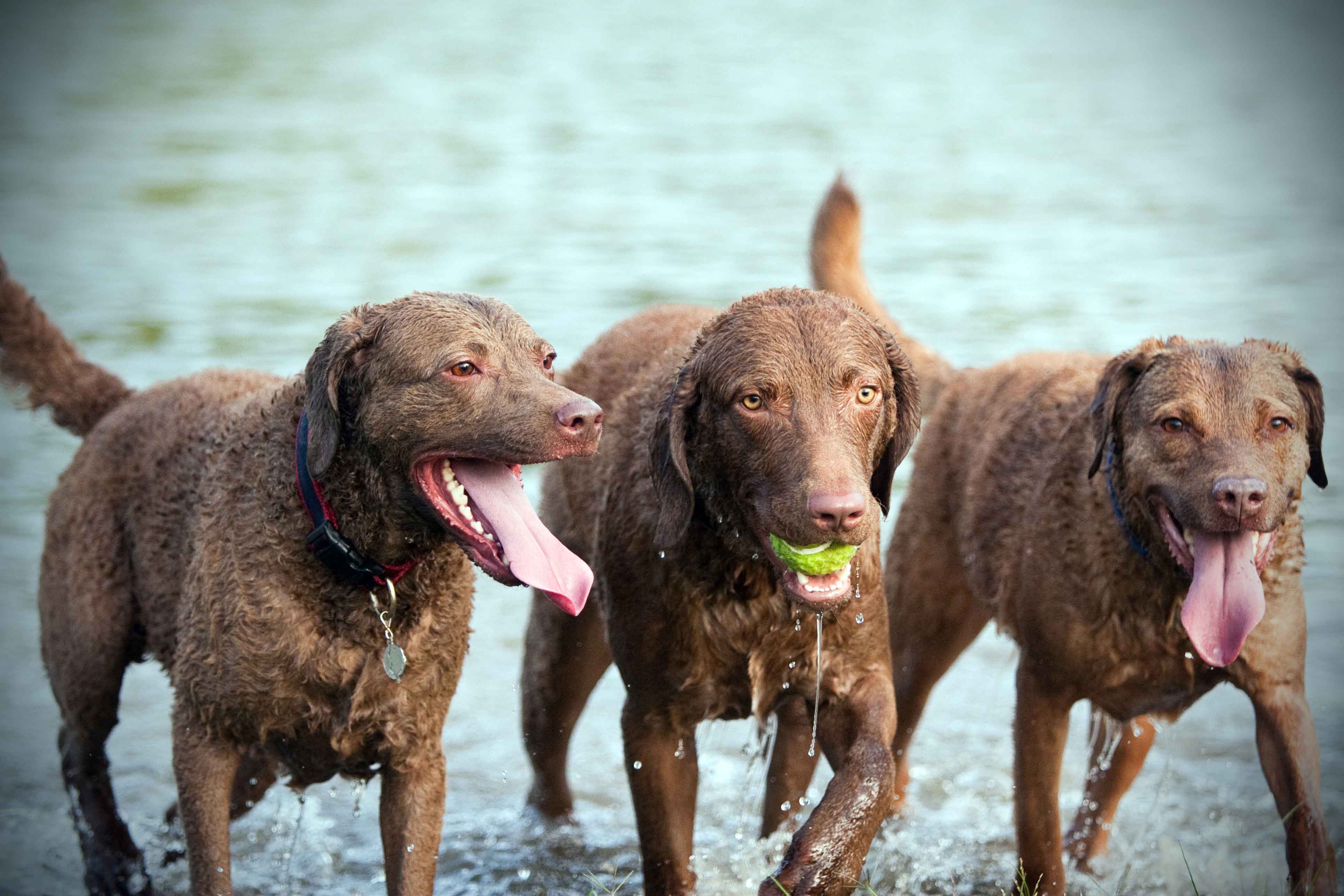 The Chesapeake Bay Retriever Story